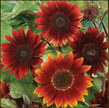 New Fresh Seeds Sunflower Rouge Royale Red Bees Butterflies Pollinators ... - $5.96