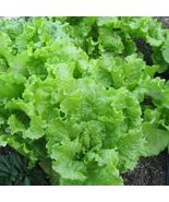 500 Seeds Black Seeded Simpson Lettuce Seeds Non Gmo - £7.45 GBP