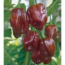 USA Seller Chocolate Habanero Pepper Seeds Fast Shipping - $12.80