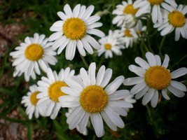 500 Seeds Roman Chamomile Chamaemelum Nobile Fast Planting Heirloom Seeds Achiev - £6.84 GBP