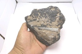 Devonian Orthoceras Fossil Plate – Authentic Morocco Fossil - $526.50 MXN