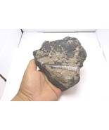 Devonian Orthoceras Fossil Plate – Authentic Morocco Fossil - $40.42 CAD