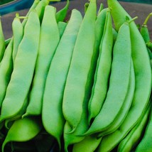 USA Seller Roma Ii Green Bush Bean Seeds - £12.32 GBP