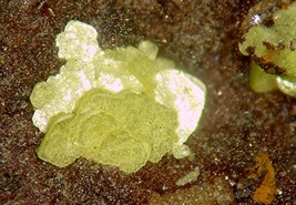 URANOCIRCITE - Davier Mine, Lawrence County, SOUTH DAKOTA - €223,36 EUR URANOCIRCITE - Davier Mine, Lawrence County, SOUTH DAKOTA - €223,36 EUR