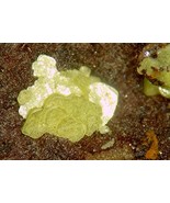 URANOCIRCITE - Davier Mine, Lawrence County, SOUTH DAKOTA - €223,36 EUR