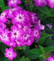 Semilir 100 Purple Volcano Phlox Seeds USA  Fast Grow From US - £9.67 GBP