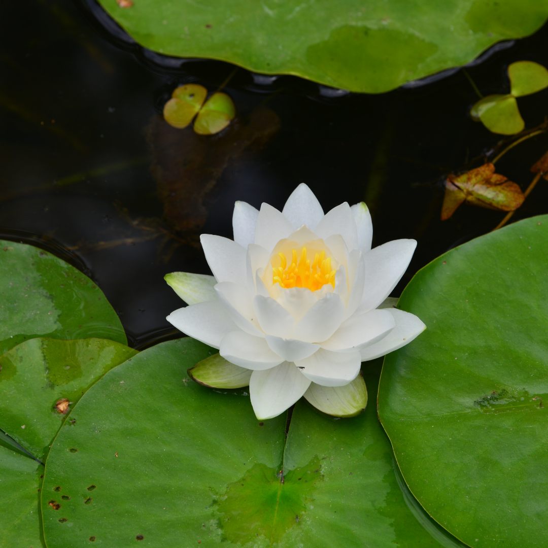 New White Purple Nelumbo Nucifera Lotus Flower - 1 Seeds - $5.75