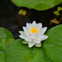 New White Purple Nelumbo Nucifera Lotus Flower - 1 Seeds - $109.45 MXN