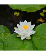 New White Purple Nelumbo Nucifera Lotus Flower - 1 Seeds - $5.75
