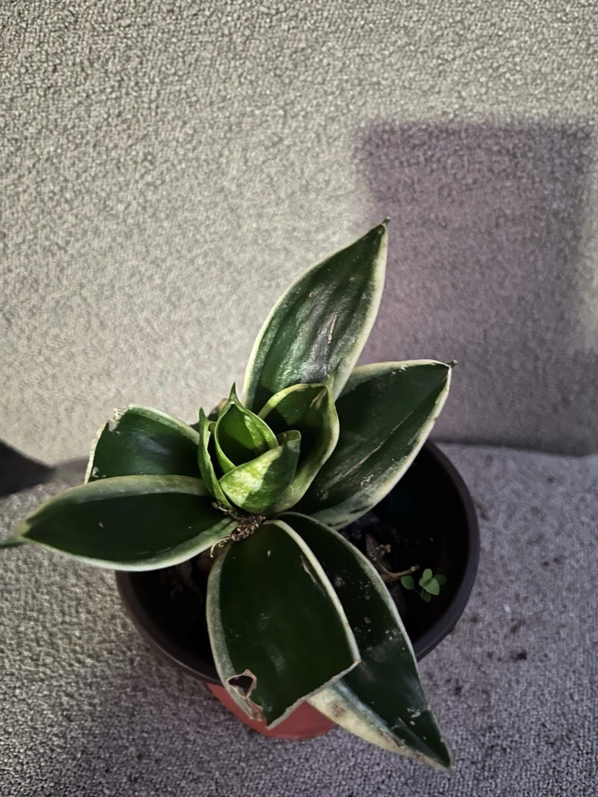 Sansevieria/Snake Plant/Dracena Trifasciata Laurentii Dwarf/medium varie... - $36.31 CAD