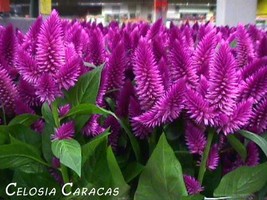 30 seeds Celosia Plumed Fresh Look Purple Flamingo Selfseeding Annual Flower  - £6.44 GBP