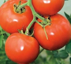 Manitoba Tomato Seeds 50 Determinate Short Season Vegetables Home Garden - £4.57 GBP