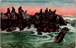 California San Francisco Seals on the Rocks near Cliff House 1907-1915 Postcard - £7.53 GBP