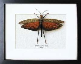 Giant Grasshopper Tropidacris Dux Real Locust Entomology Collectible Sha... - $78.99