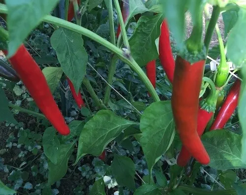 Mild Hot Giant Thai Chili Pepper 40 Fresh Seeds - £10.38 GBP