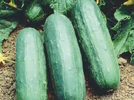 New Fresh 25 Seeds Exocet Cucumbers Planting Easy To Grow Garden - $7.00