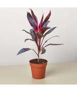 Cordyline 'Calypso Queen' - $13.99+