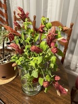 (2) DAZZLING RED SHRIMP Starter Plant Attracts Hummingbird &amp; Butterflies - $3.99