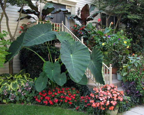 JACKS GIANT Elephant Ear Colocasia Esculenta baby  - £20.66 GBP