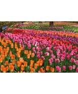 HUGE WALL MURAL of Tulips, Tulips, Tulips, 13&#39;6&quot; x 8&#39; Murals Your Way - ... - £308.52 GBP