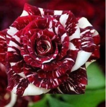 New Hierloom 20 Tiger Stripes Rose Seeds High Germination Rate Stunning ... - $6.99