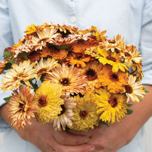 Flashback Mix Calendula marigold Seeds, Calendula marigold Flower Seeds  - £11.00 GBP