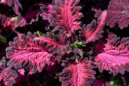 Fresh Seeds 20 Black Dragon Coleus Solenostemon Scutellarioides Nettle Shade Flo - $16.00