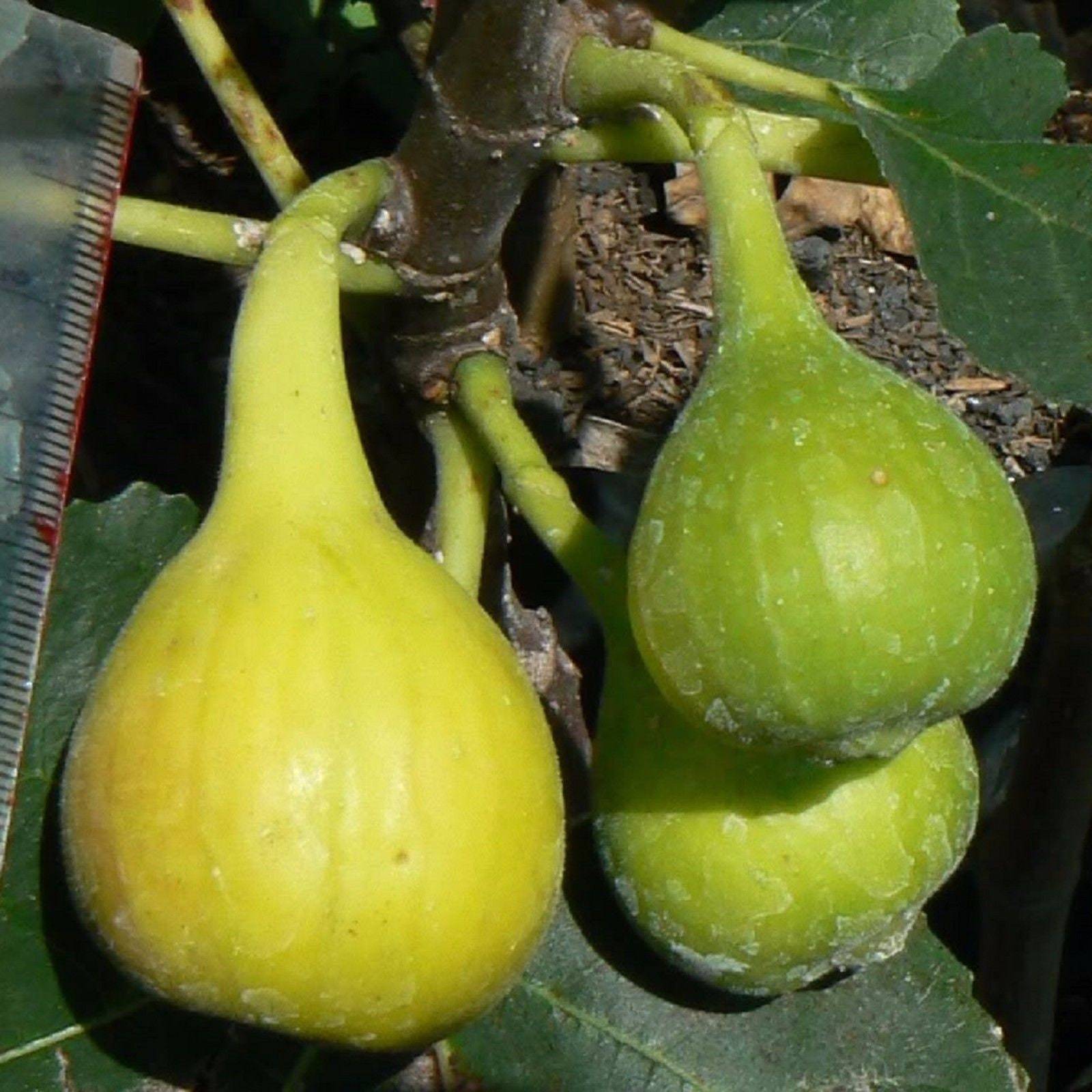 Yellow Long Neck Fig-Ficus carica - Live Well Rooted STARTER Plant - $19.49