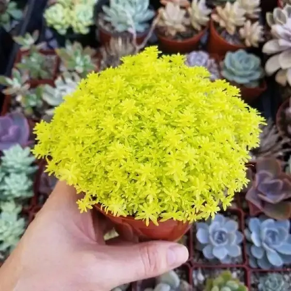 Sedum  &#39;Tokyo Sun&#39;  japonicumSucculent Plant in 2&#39; pot - £16.63 GBP