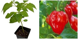 Caribbean Red Habanero Pepper Plant - Very Hot - 2.5&quot; Pot - £26.37 GBP