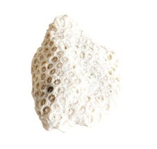 Fossilized Coral Piece Maine Coast Nautical Collectibles Atlantic Sea Se... - $34.23 CAD
