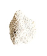 Fossilized Coral Piece Maine Coast Nautical Collectibles Atlantic Sea Se... - $34.16 CAD