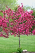 Grow In US 5 Dwarf Pink Dogwood Seeds Tree Cornus Florida Fubra Flowering Hardy  - £8.66 GBP