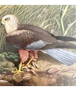 Marsh Harrier Art Print Color Plate Birds Of Prey Vintage Nature 1979 DW... - $34.99