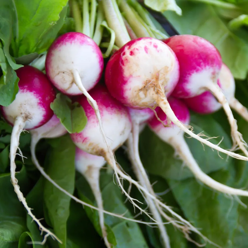 Sparkler WhiteTip Radish 100 Seeds, NON-GMO, Chinese Heirloom - £6.28 GBP