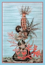 Ocean Floor Art in Nature by Heinrich V. Schubert - Art Print - £17.57 GBP+