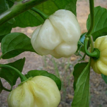 Trinidad 7 Pot Pod White 10 Very Hot Pepper Extreme Spice Heirloom Bulk ... - $197.09 MXN