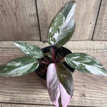 Philodendron Pink Princess Marble In 4 Inch Pot High Variegation Garden Fresh US - $96.82