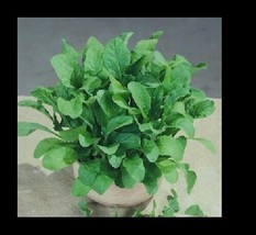 Arugula Astro 300 Heirloom Garden Zesty Healthy Salad Nutty Flavor Bulk ... - $168.00 MXN