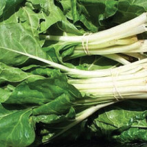 500 Seeds Organic Swiss Chard Seeds Large White Ribbed Heirloom NON GMO - £15.27 GBP