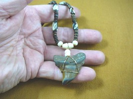 s233-56) 1-3/4&quot; fossil MEGALODON shark Tooth aceh bovine bone turquoise ... - $68.24