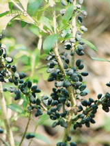 Forestiera segregata, Florida privet swampprivet rare native berry seed 50 SEEDS - £7.89 GBP