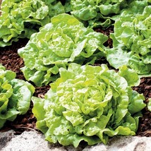 400 Tom Thumb Romain Leaf Lettuce Spring Fall Garden Container Bulk Seeds - $183.01 MXN
