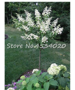 Bonsai 30 Pcs Climbing White Hydrangea Flores Hydrangea Flowers Plantas ... - $14.90