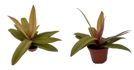 2.5&quot; Pot - Sunny Star Moses in the Cradle - Rhoeo Spathaces discolor  - £21.49 GBP