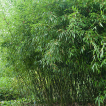 50 of Bissetii Bamboo Seeds Privacy Climbing Garden Seed - plant seed - $12.80