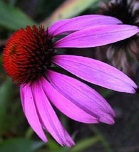 40 Seeds Purple ECHINACEA/CONEFLOWER Flower Perennial Plant Heirloom Seeds Enjoy - £6.44 GBP