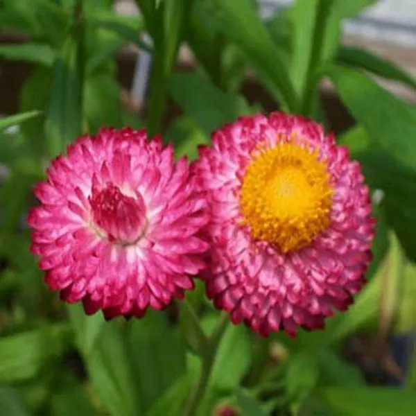 Strawflower- Helichrysum Bracteatum- Rose- 200 Seeds Fresh Garden - £5.92 GBP