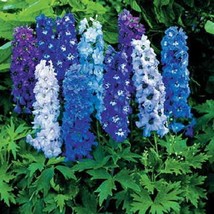 US Seller Free Shipping 50 Delphinium Seeds Magic Fountain Mix Flower Se... - £11.09 GBP