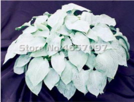 200 Seeds Hosta Plants S Plantain Flower Bonsai Lily Flower White Lace Pot Groun - $10.89